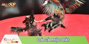 Đá gà Mộc Bài gần biên giới