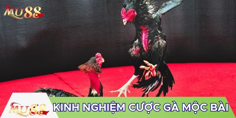 Kinh nghiệm cược gà Mộc Bài